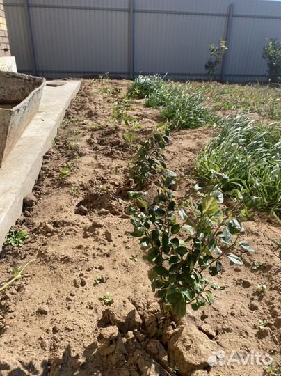 Кизильник блестящий