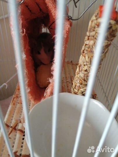 Крыса с клеткой