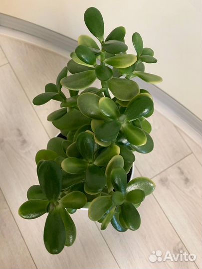 Толстянка крассула крупная