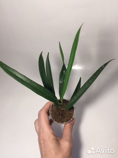 Фикусы разных сортов