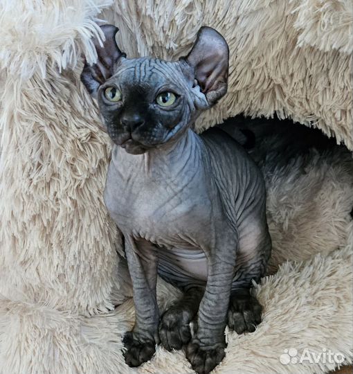 Эльф мальчик