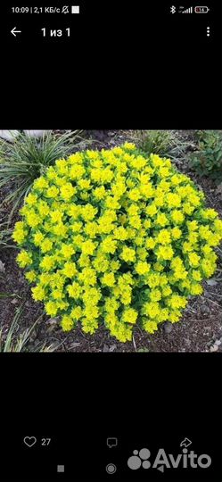 Молочай многоцветный