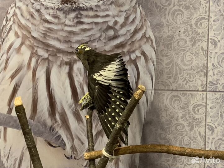 Попугайчики