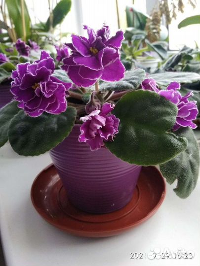 Фиалки сортовые (детки)