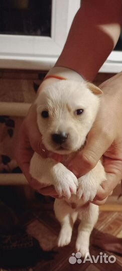 Щенки от маленькой собачки