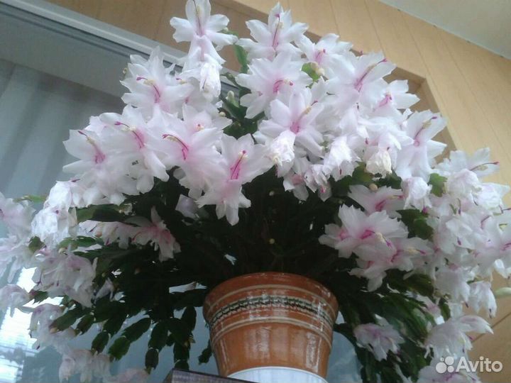 Декабрист шлюмбергера, рождественик, зогокактус