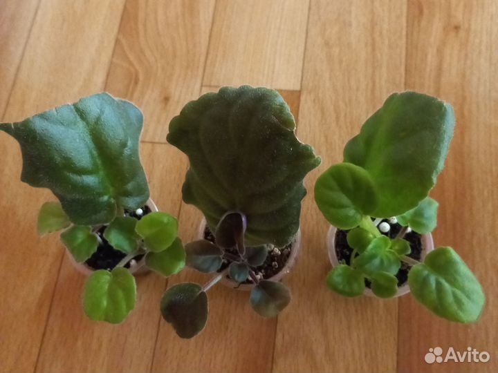 Укоренённые черенки сортовых фиалок