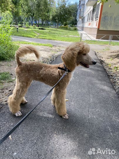 Королевский пудель
