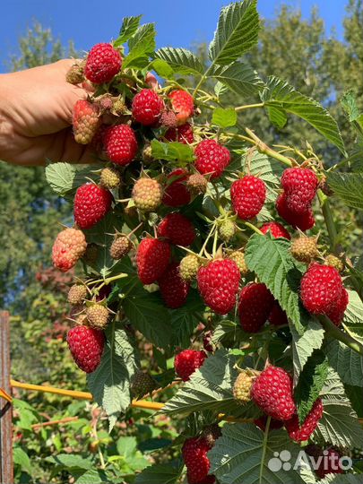 Ягода малины оптом