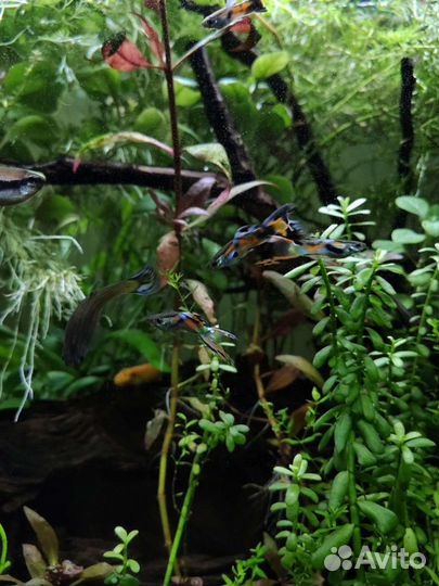 Гуппи Эдлера