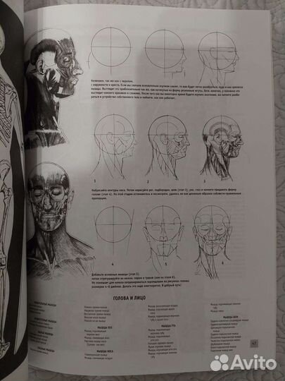 Книга Анатомия для художников