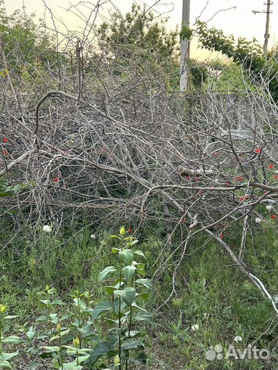 Дрова, ветки