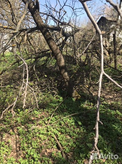 Деревья под дрова