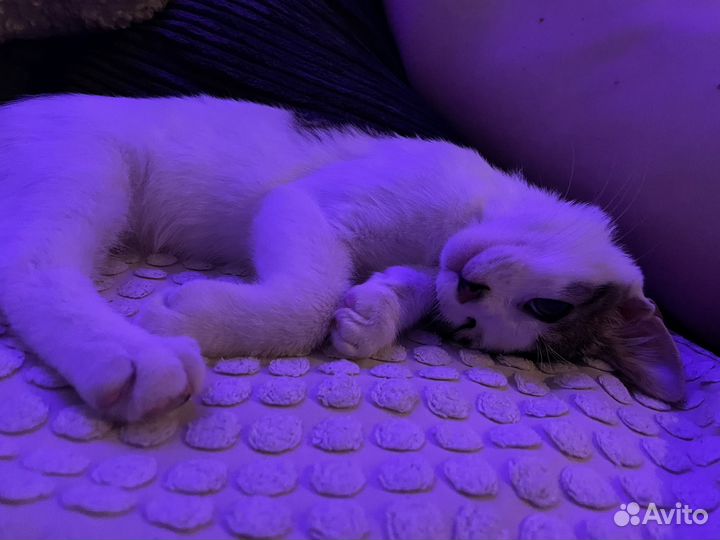 Кот в добрые руки