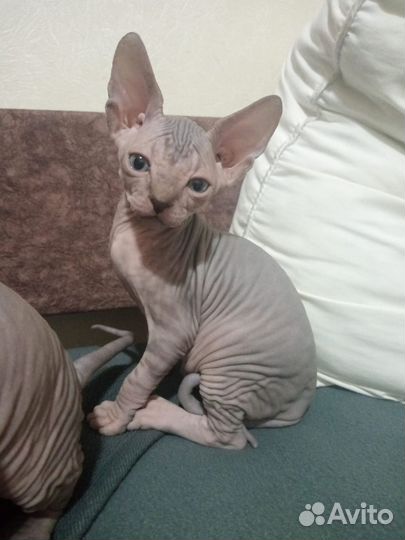 Канадский сфинкс котенок