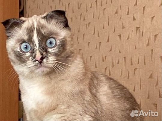 Тайская кошка