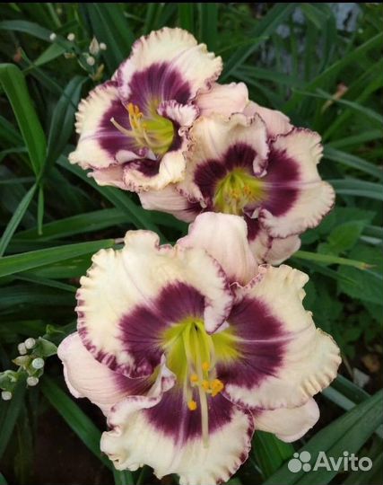 Лилейник Crystal Pinot