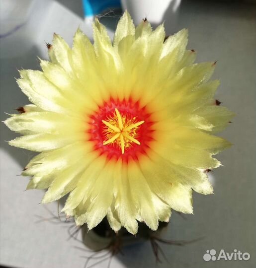 Кактусы сеянцы