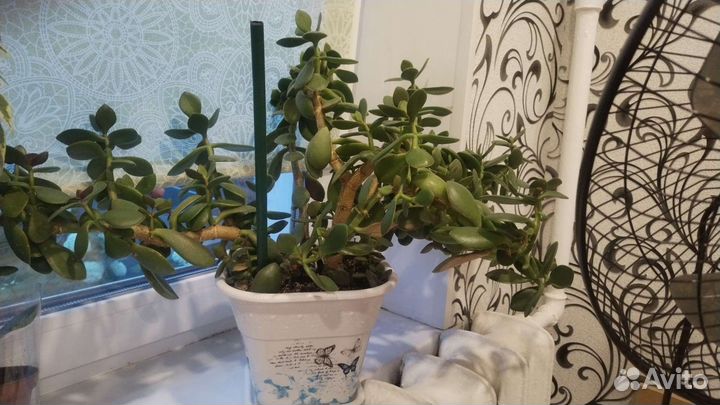 Крассула толстянка