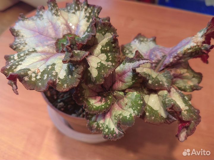 Сеянец Бегонии Рекс /гибрид