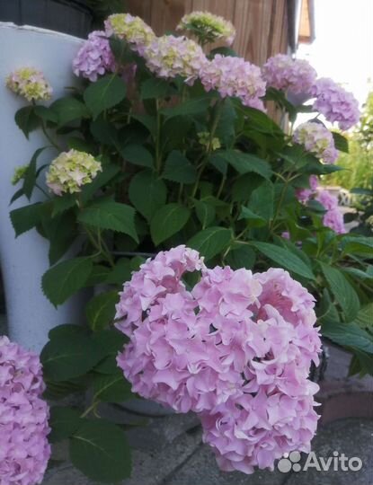 Подарок-Гортензия крупнолистная в горшке