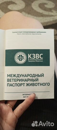 Продам мэен-кун девочка