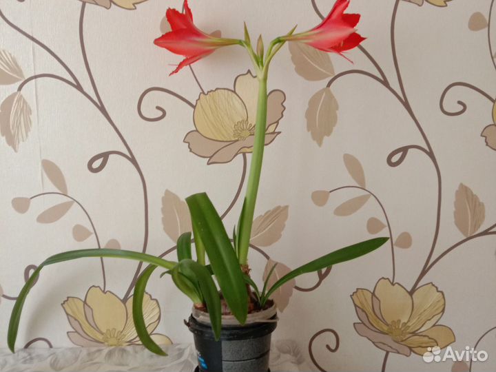 Гиппиаструм