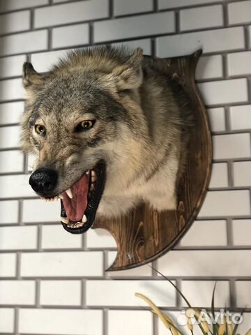 Чучело головы волка