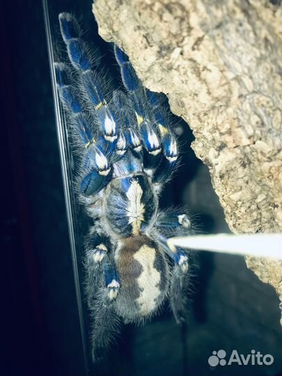 Паук птицеед Poecilotheria metallica L3
