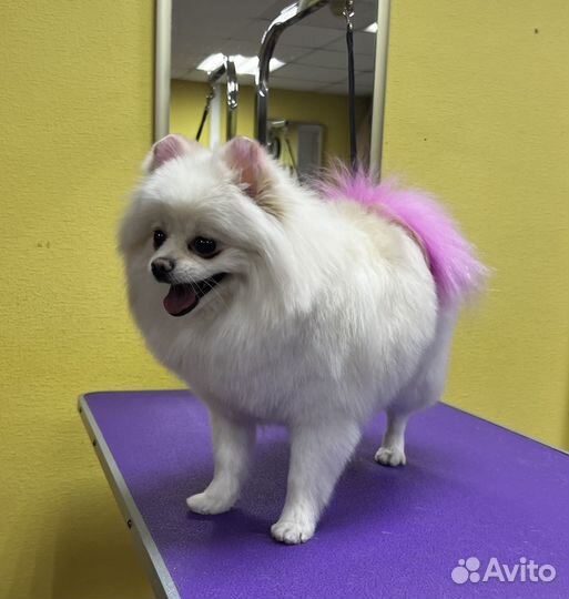 Грумер стрижка собак