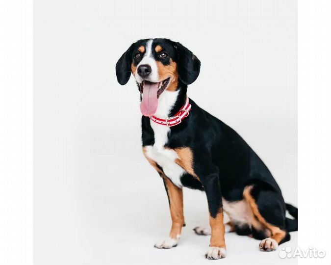 Ошейник Каскад из биотана светоотражающий, 26-35см