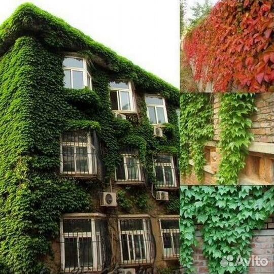 Бостонский плющ -Партеноцисус вичи