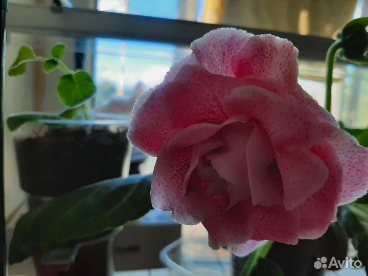 Комнатные растения,Фиалочки,Глоксинии,Пеларгония