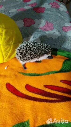 Ежик девочка