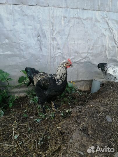 Петухи