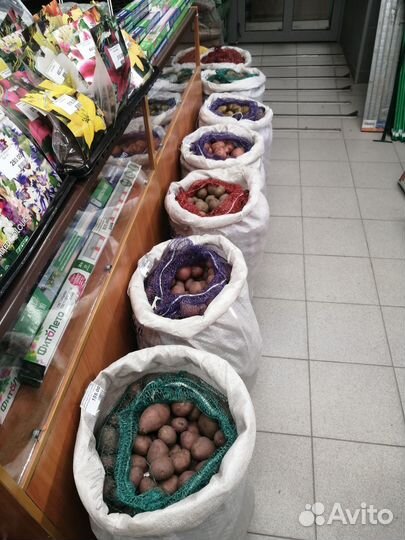 Семенной картофель разные сорта