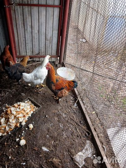 Петухи домашние