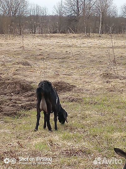 Козы дойные