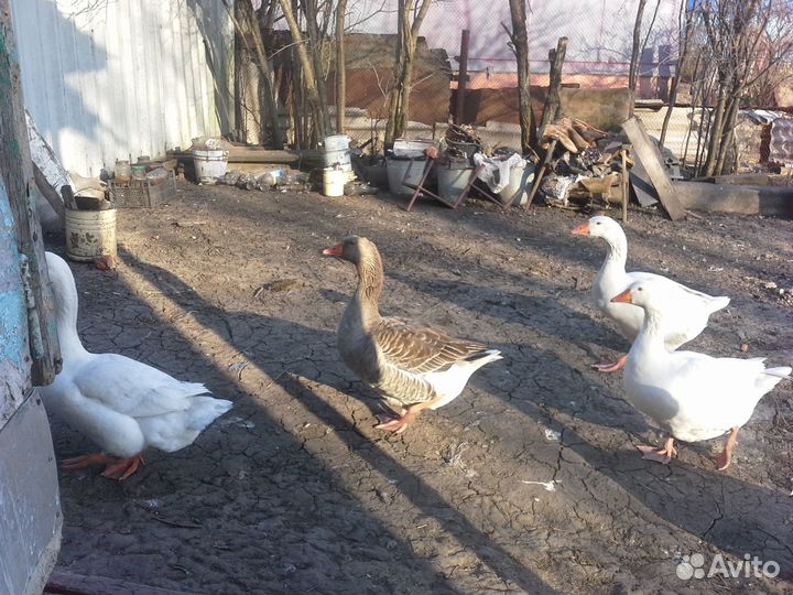 Гуси Линда и Серые гусыни