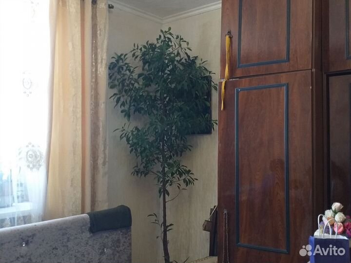 Фикус бенджамина