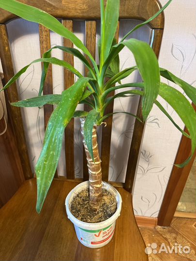 Пальма юкка