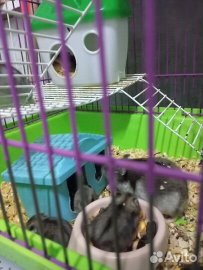 Хомяки джунгарики 2 недели