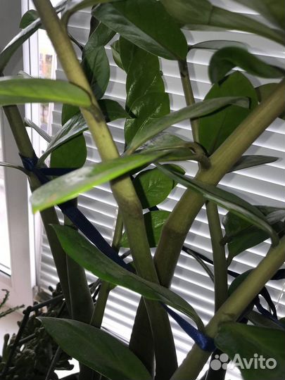 Замиокулькас