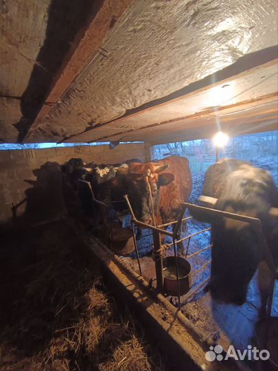 Бычки на мясо