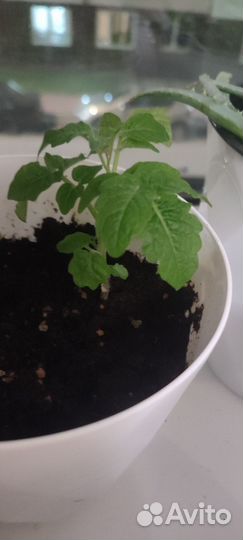 Рассада помидор chery многолетник