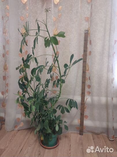 Шефлера, кофе, фикус эластика