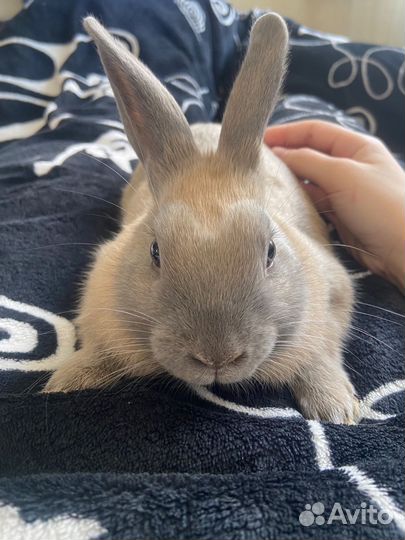 Декоративный карликовый кролик в добрые руки