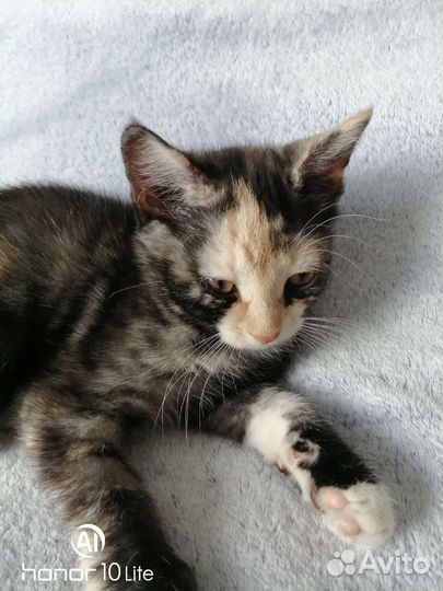 Кошка в дар бесплатно