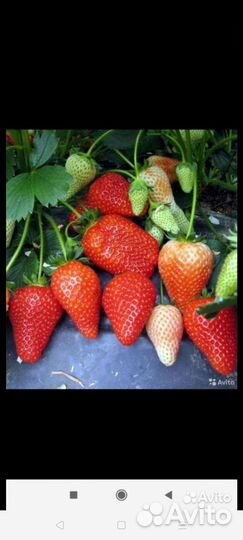 Клубника рассада домашняя