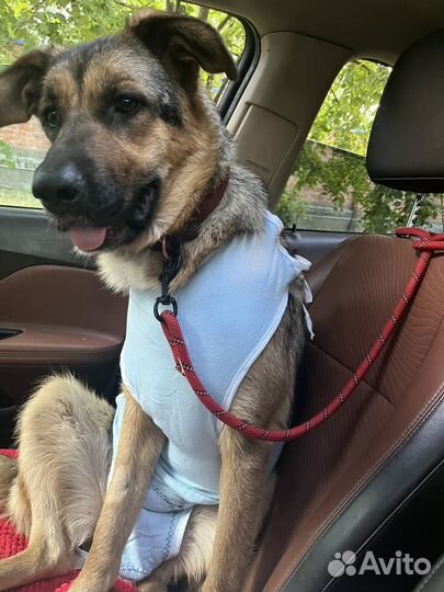 Собака в добрые руки